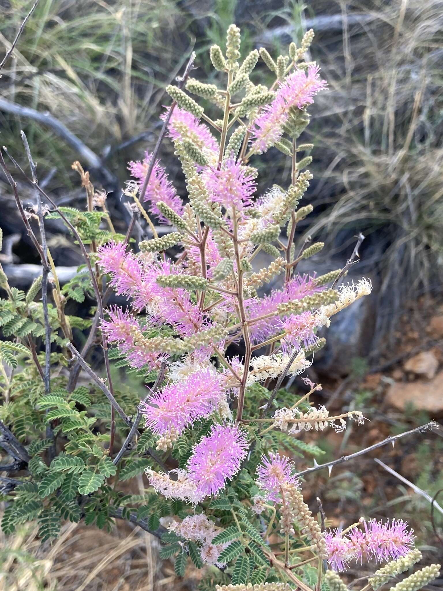 Image of velvetpod mimosa