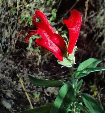 Image of Salvia haenkei Benth.