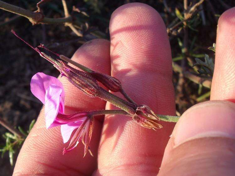 Image of Pelargonium multicaule subsp. multicaule