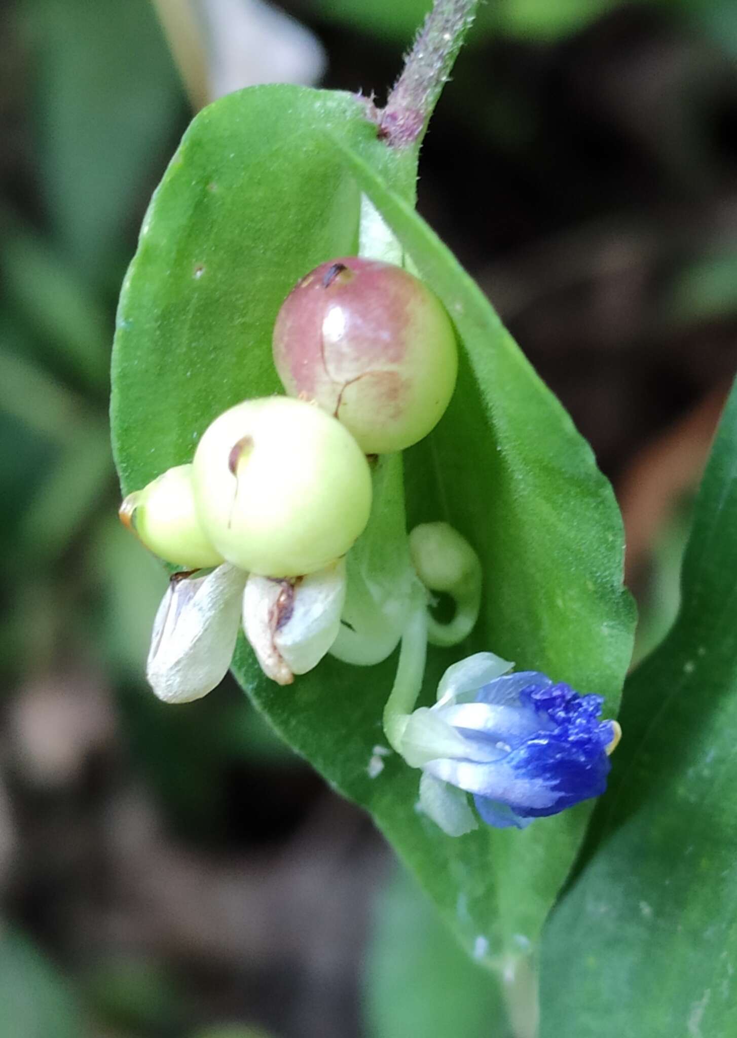 Image of Commelina leiocarpa Benth.