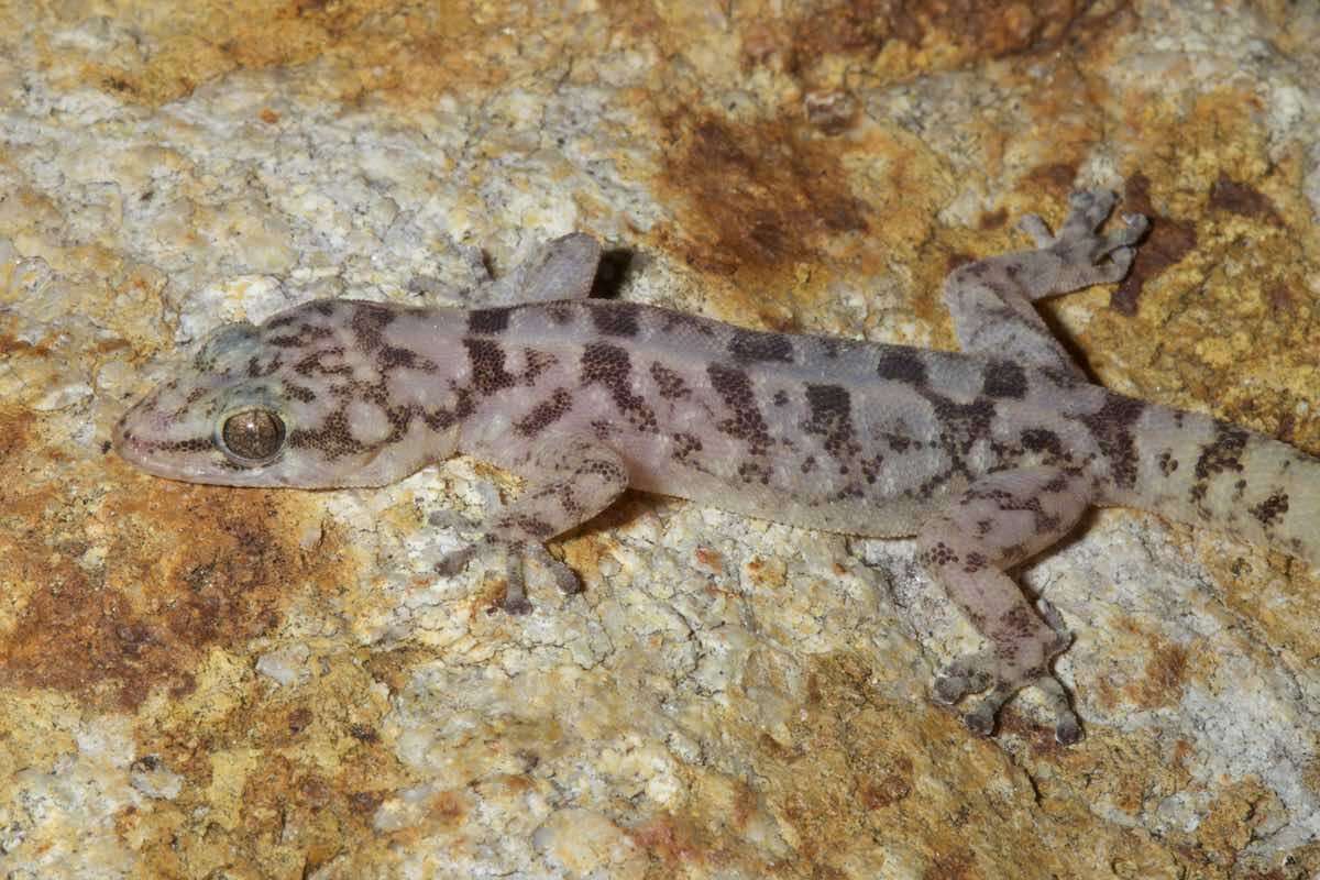 Image of San Lucan  Gecko