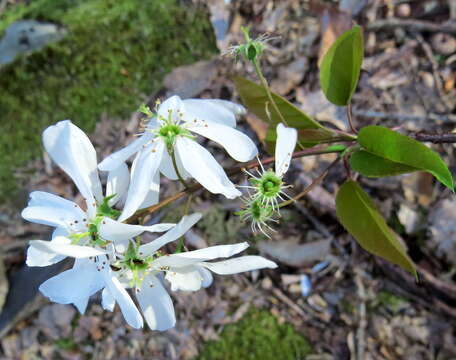 Imagem de Amelanchier arborea (Michx. fil.) Fern.