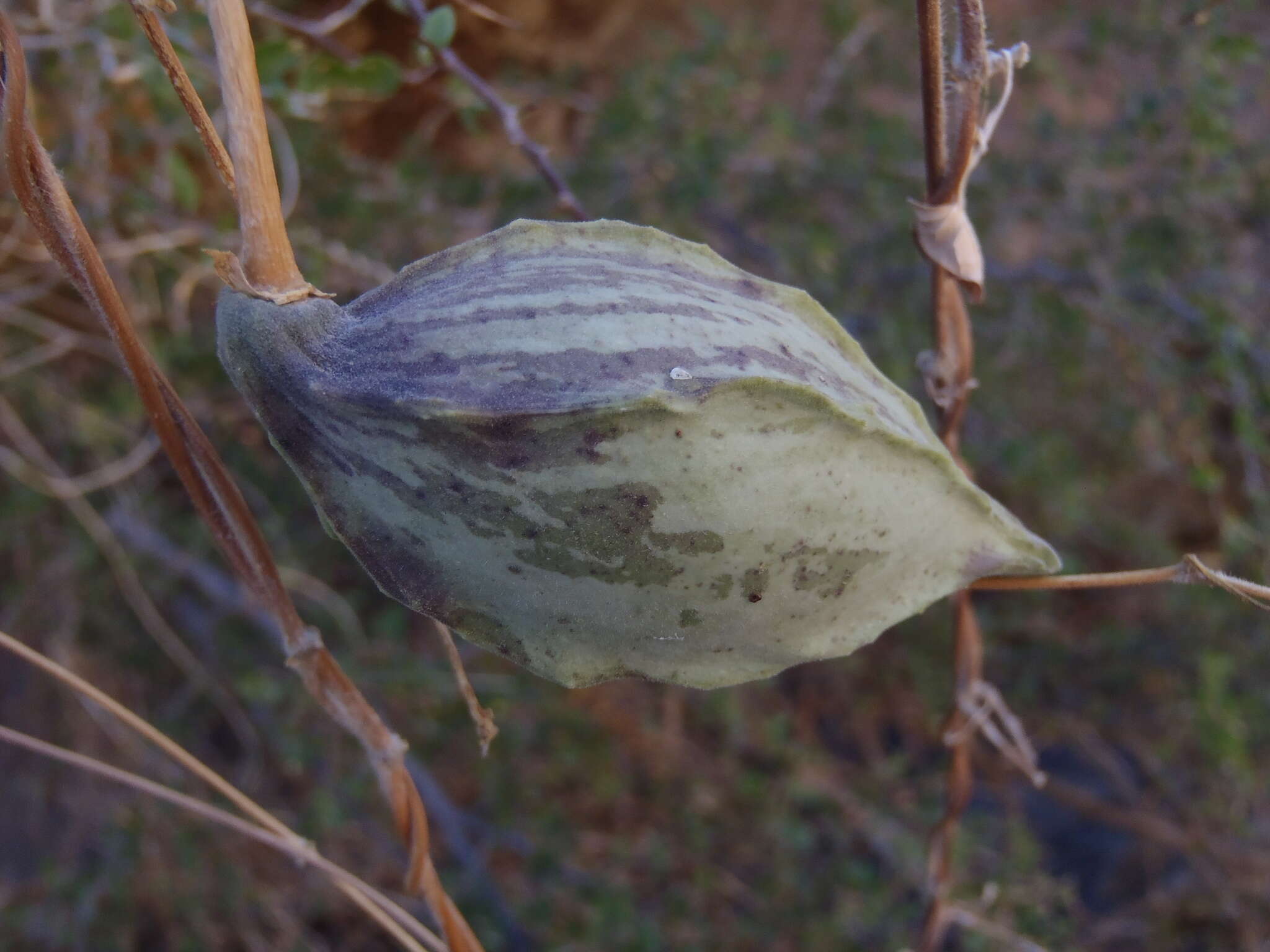 Sivun Matelea arizonica (A. Gray) Shinners kuva