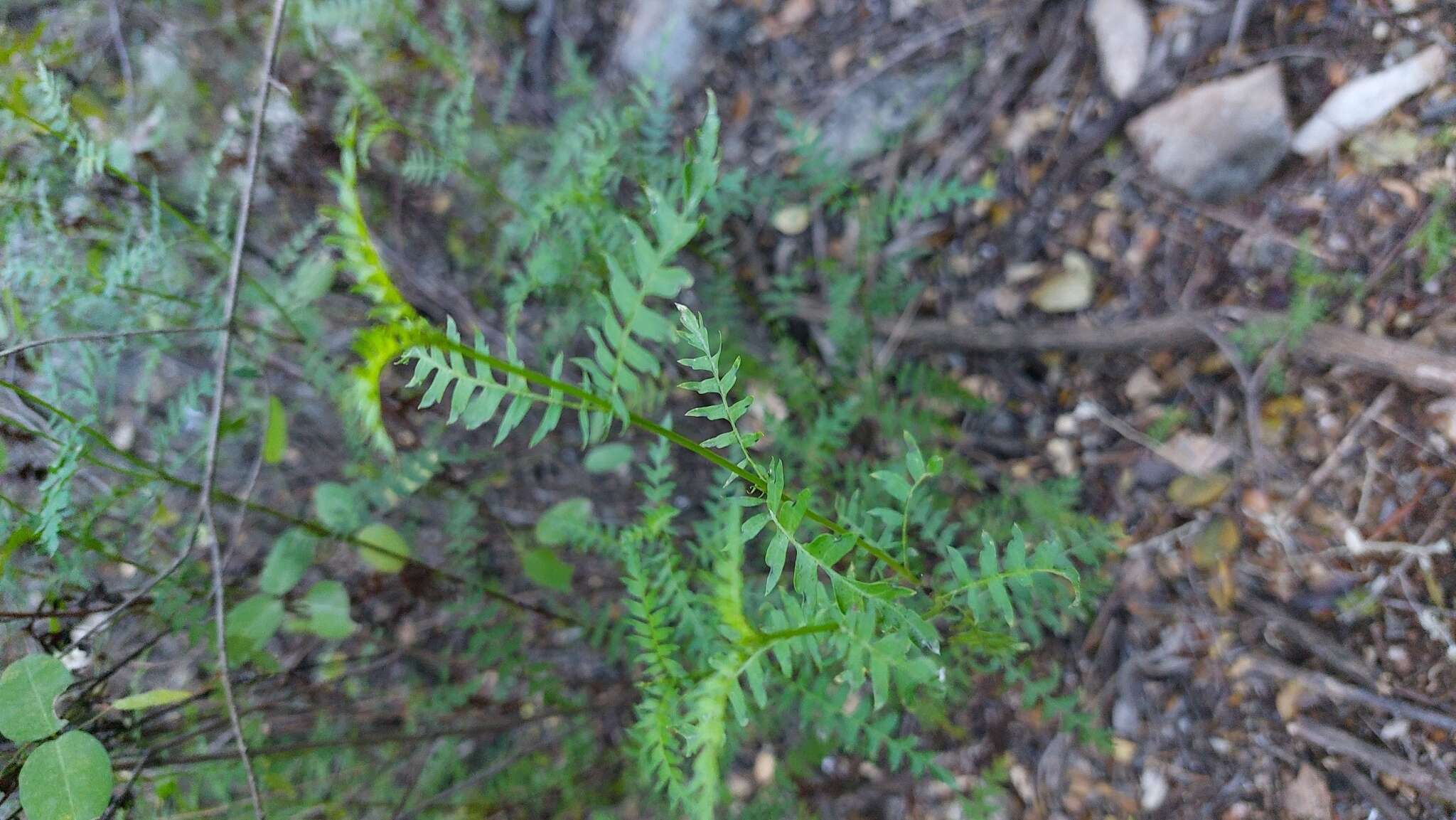 Image of Chrysactinia pinnata S. Wats.