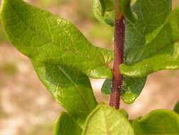 Image of Rolfs' milkweed