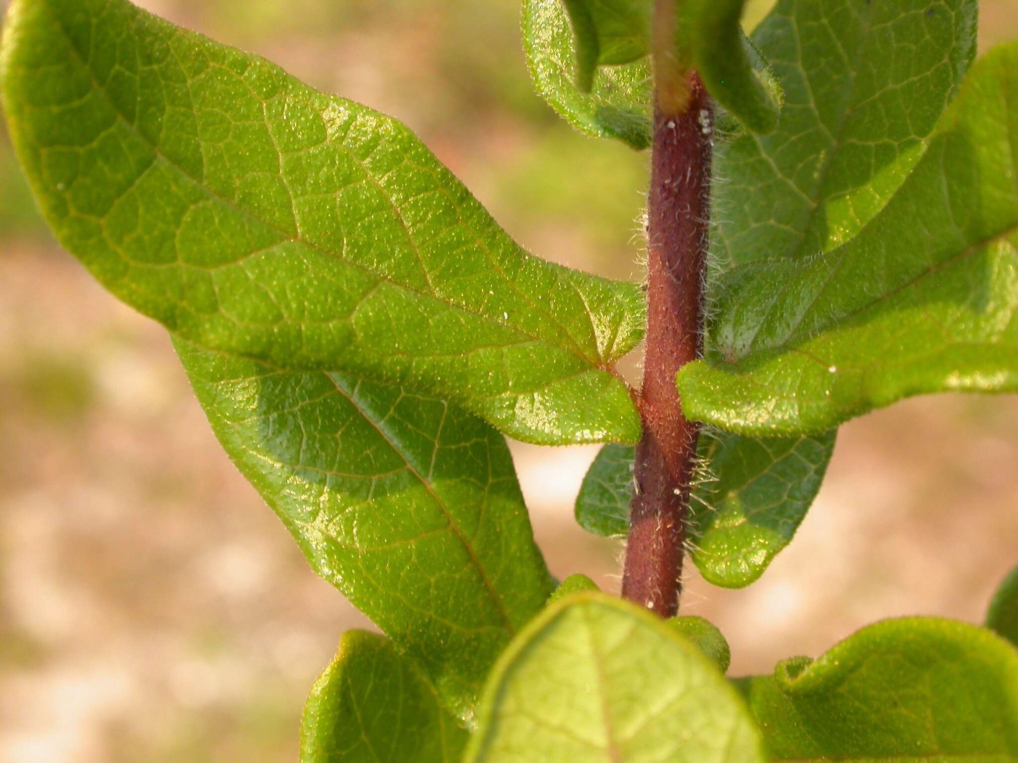 Imagem de Asclepias tuberosa subsp. rolfsii (Britt. ex Vail) Woods.