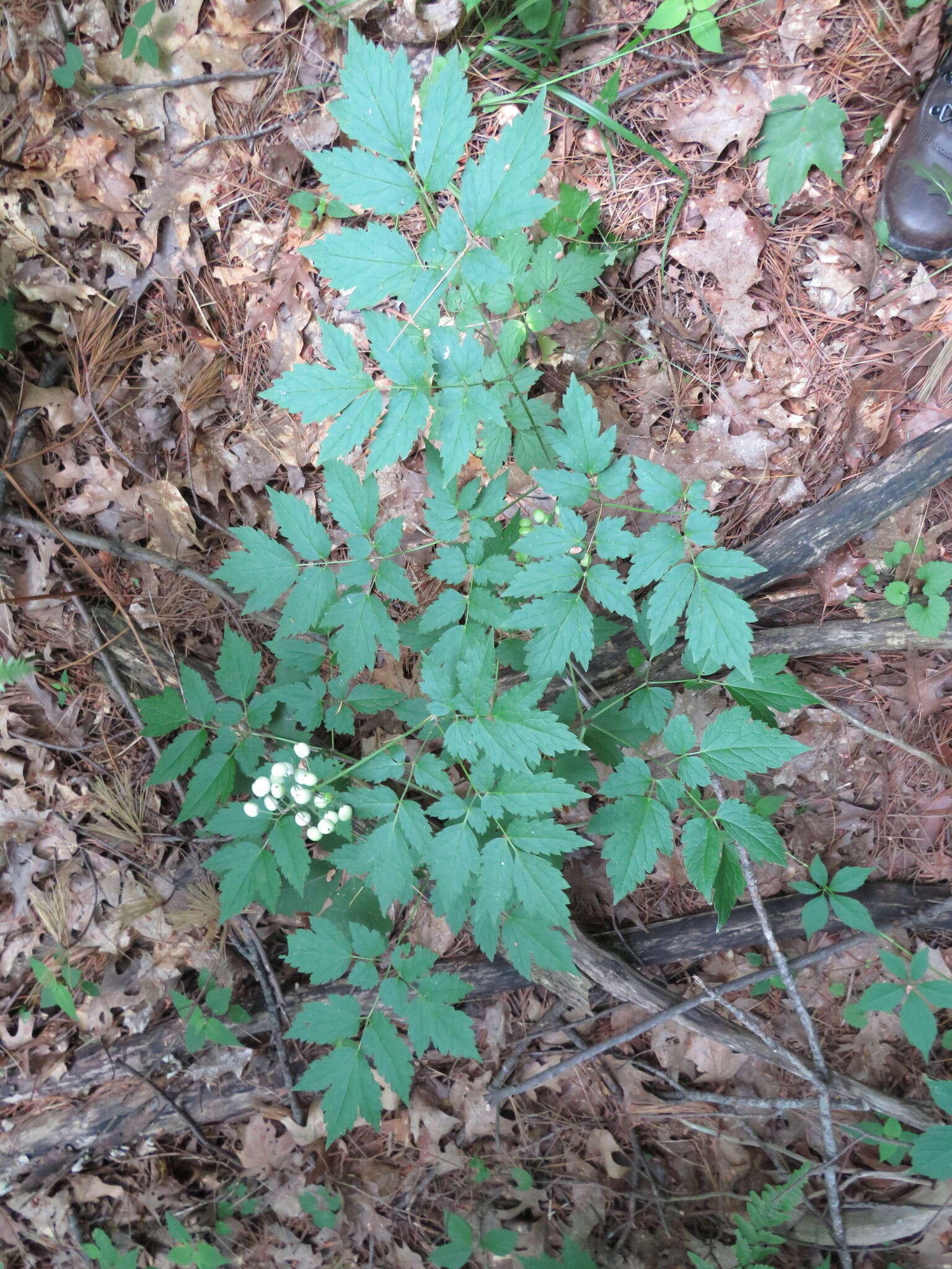 Imagem de Actaea rubra subsp. rubra