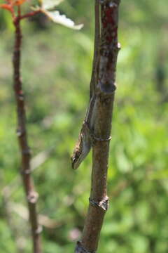 Image of Oaxacan Oak Anole