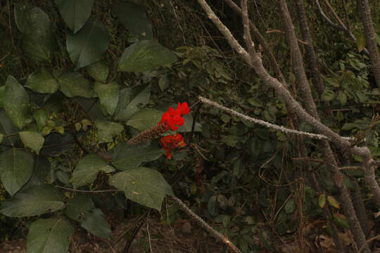 Imagem de Erythrina edulis Micheli