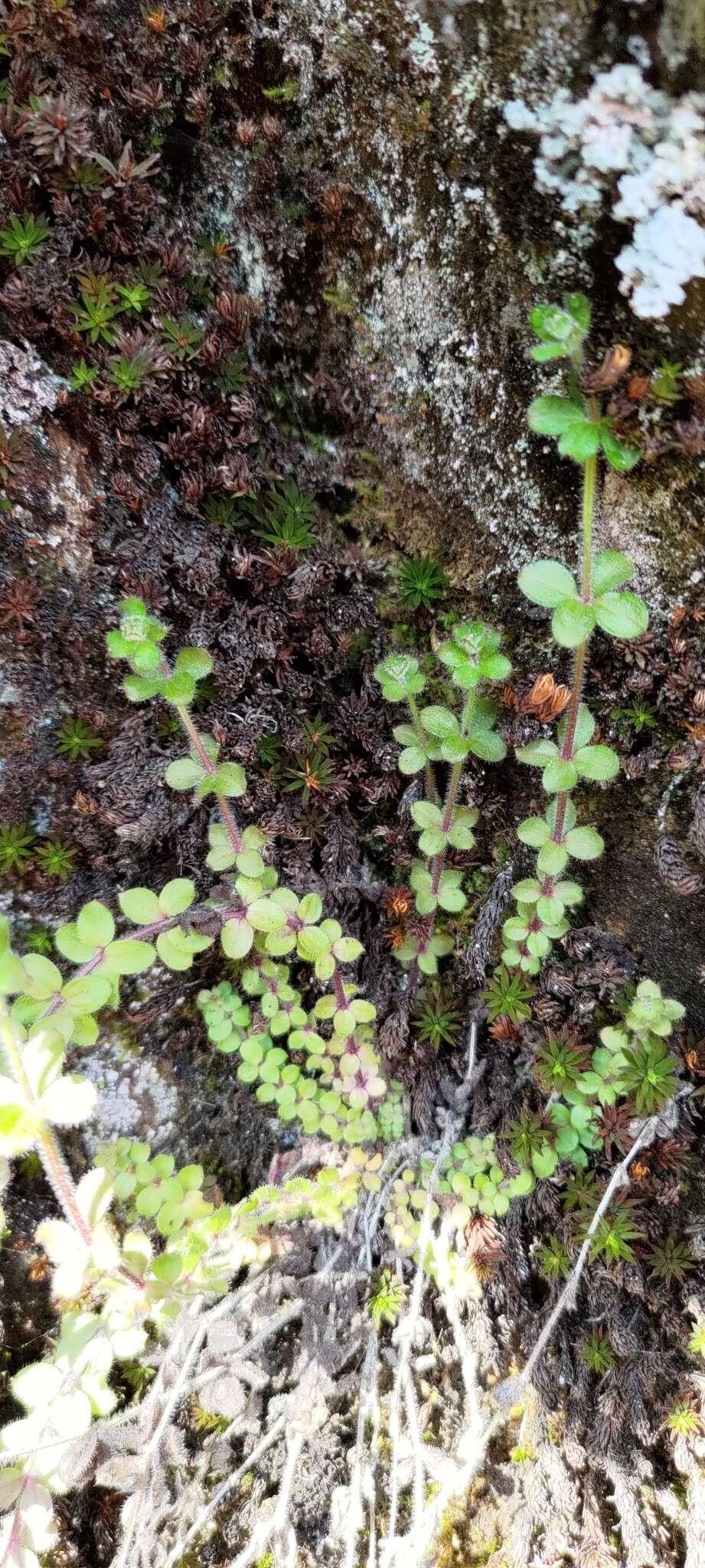 Plancia ëd Galium formosense Ohwi