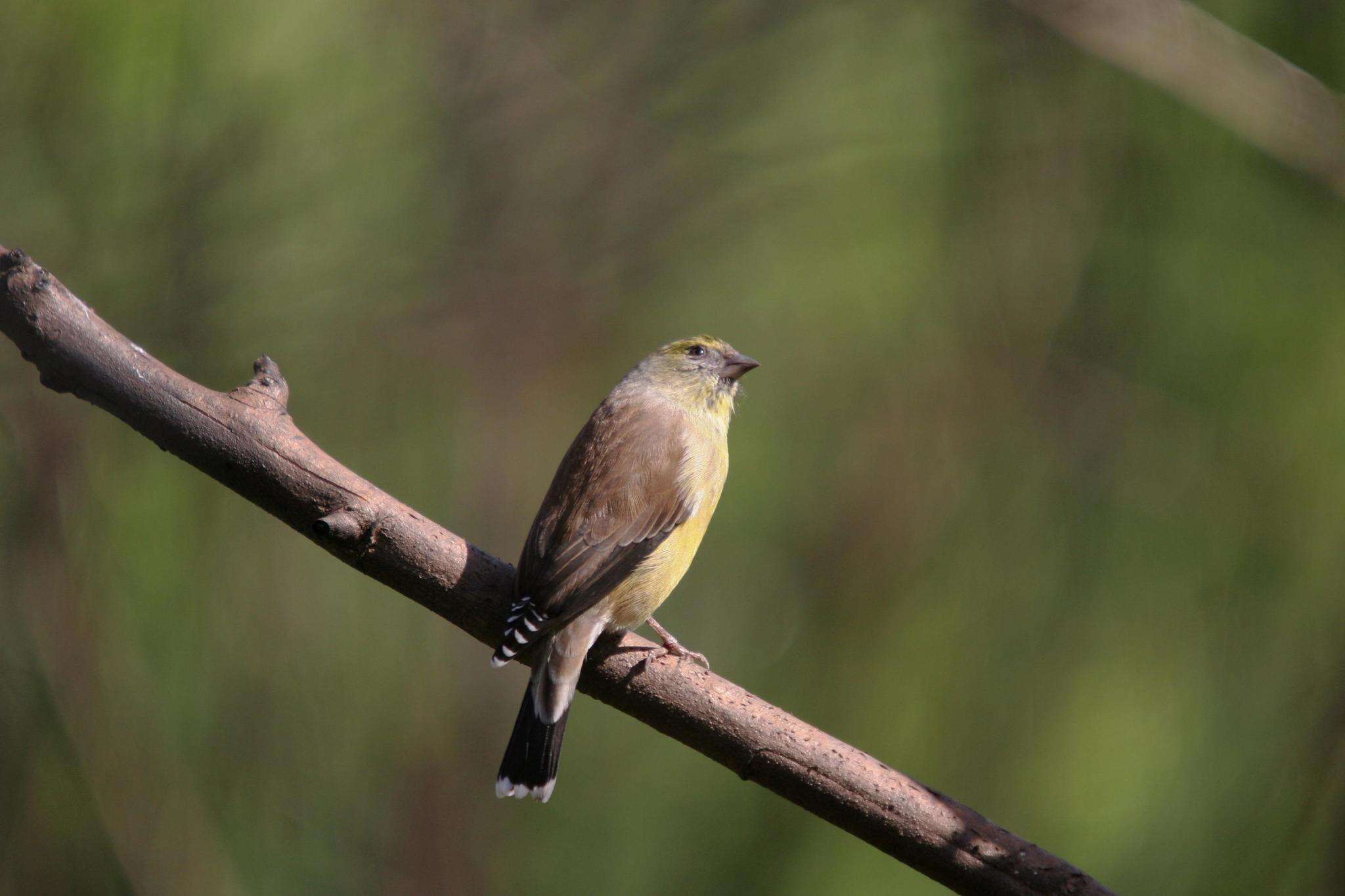 Image of Cape Siskin