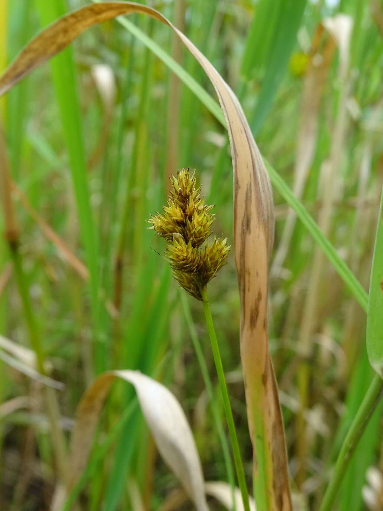 Image of broom sedge