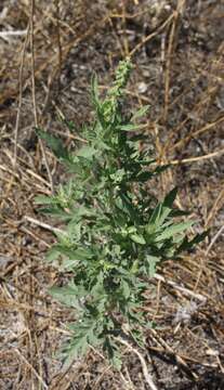 Image of Cuman ragweed