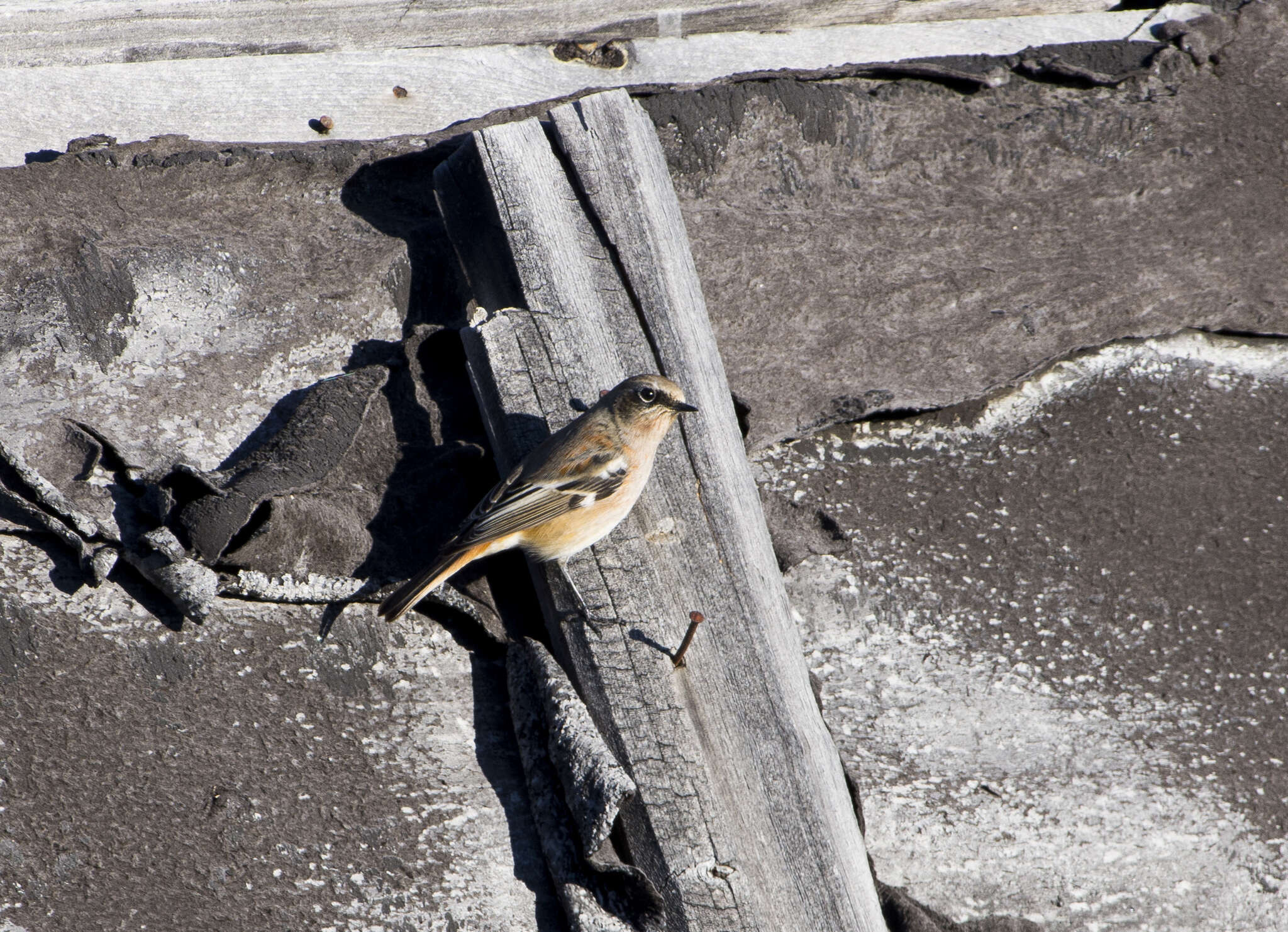 Image of Eversmann's Redstart