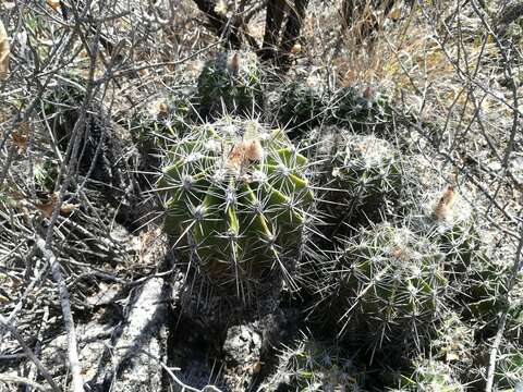 Image of Ferocactus flavovirens (Scheidw.) Britton & Rose