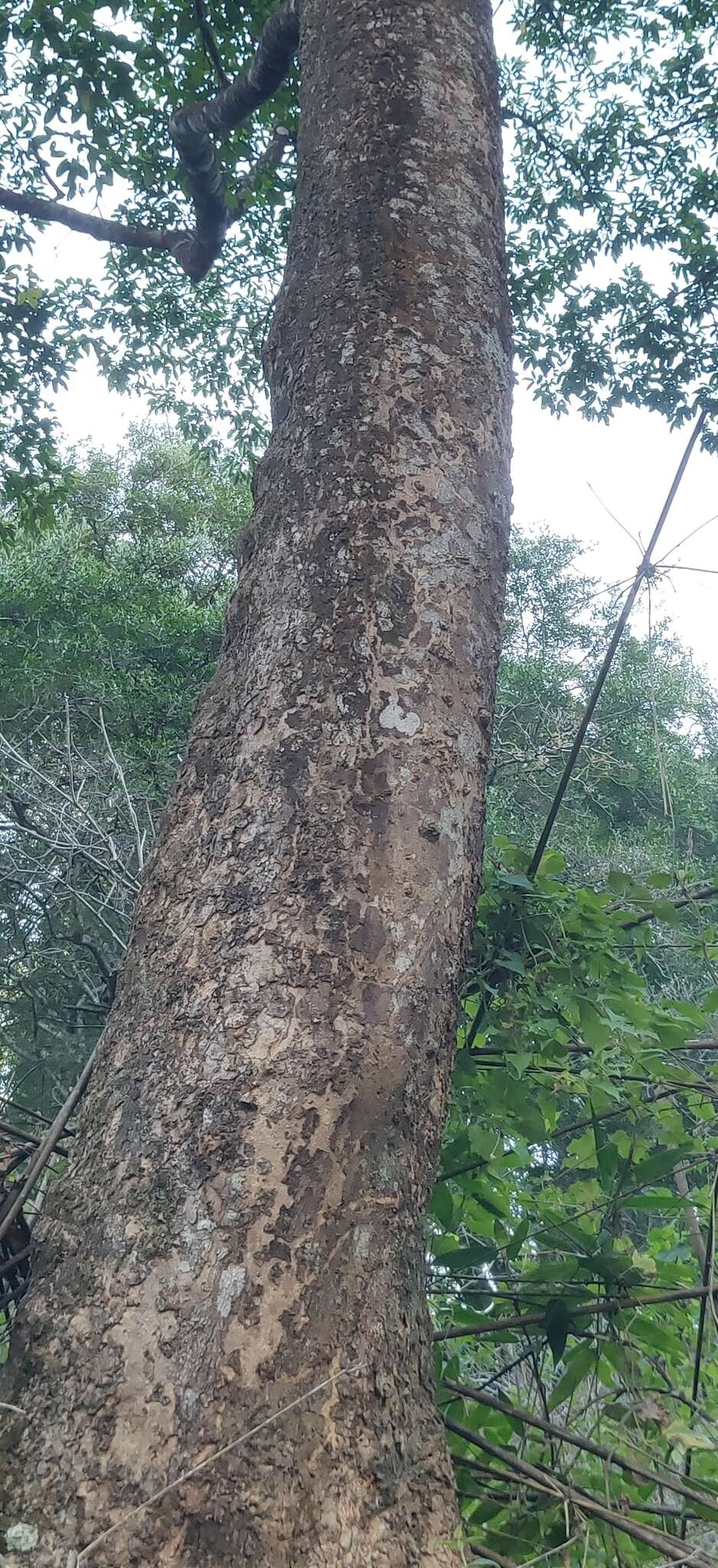 Image of Melicope lunu-ankenda (Gaertn.) T. G. Hartley