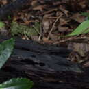 Image of Southern pale-hipped skink