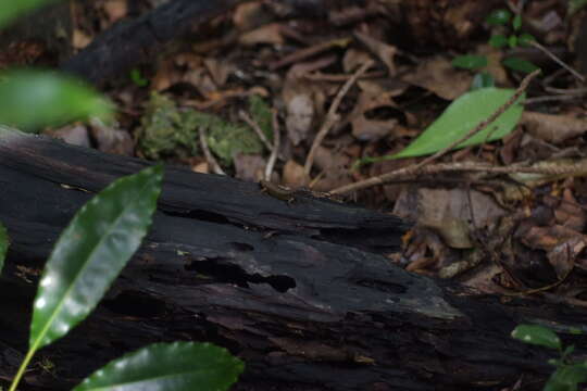 Image of Southern pale-hipped skink