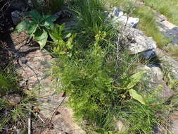 Image of Senecio rhyncholaenus DC.