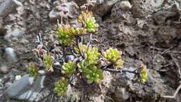 Image of Aeonium sedifolium (Webb ex Bolle) J. Pitard & L. Proust