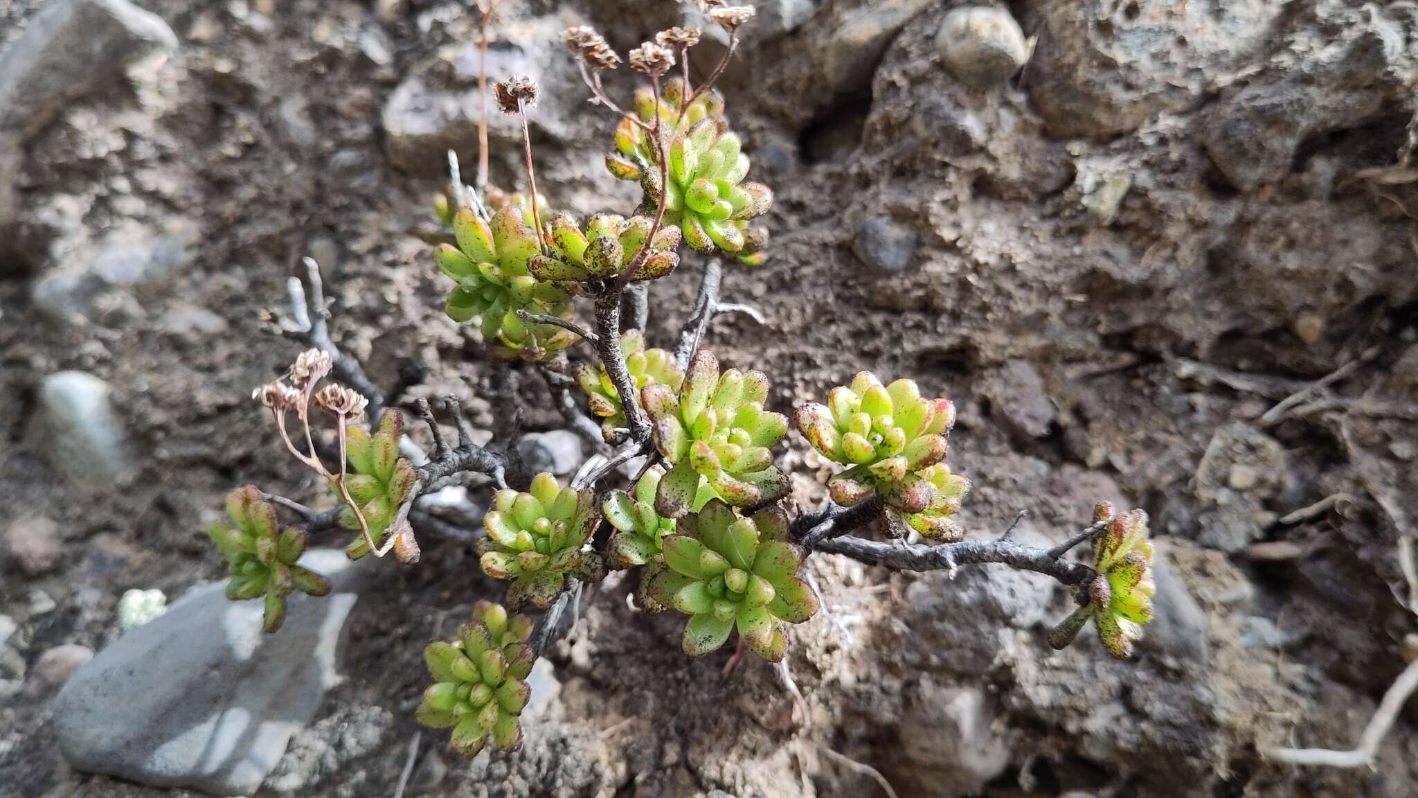 Image of Aeonium sedifolium (Webb ex Bolle) J. Pitard & L. Proust