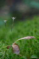 صورة Urocystis trientalis (Berk. & Broome) B. Lindeb. 1959