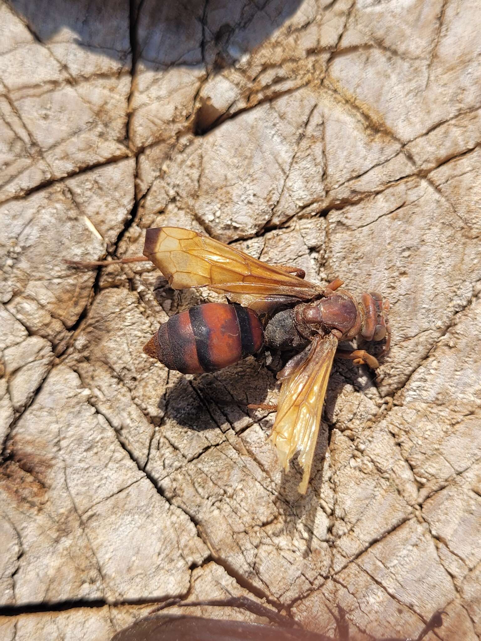 Слика од Cryptocheilus rubellus (Eversmann 1846)