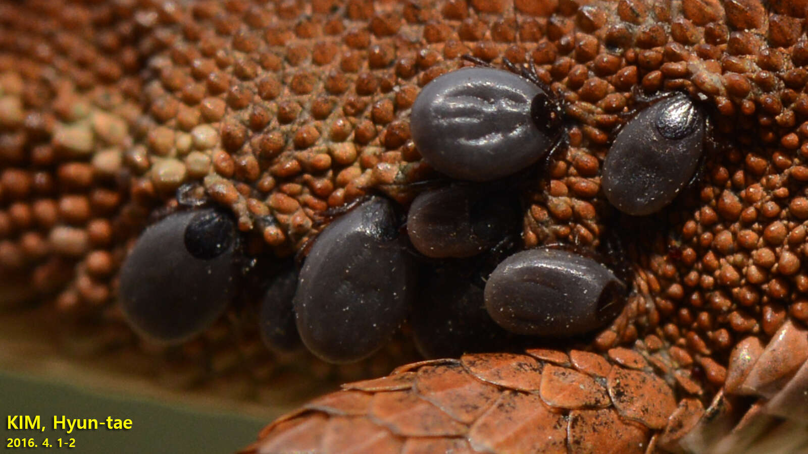 Image of Ixodes nipponensis Kitaoka & Saito 1967