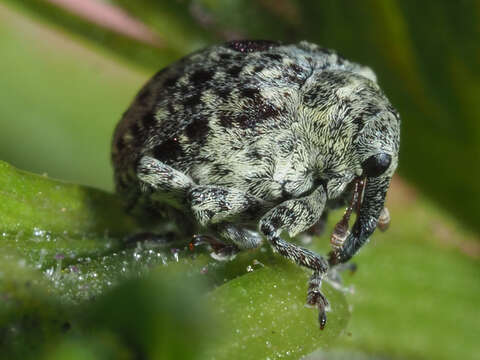 Image of Cionus hortulanus (Geoffroy & E. L. 1785)