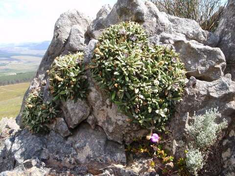 Image of Oldenburgia intermedia P. Bond