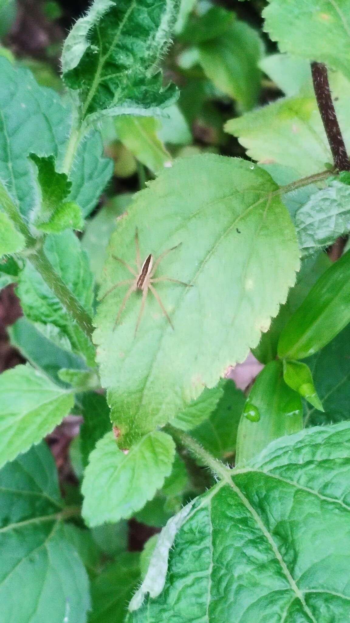 صورة Dolomedes sulfureus L. Koch 1878