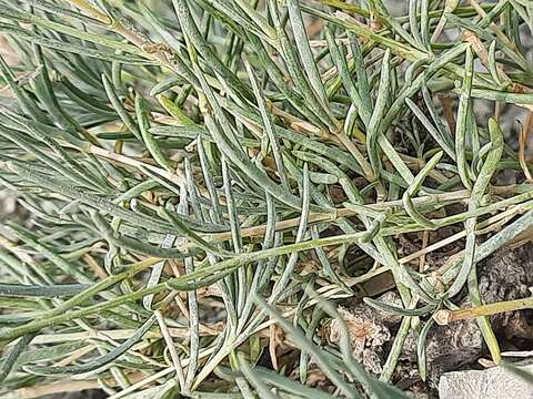 Слика од Gypsophila capitata Bieb.