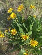 Image of Carey's balsamroot