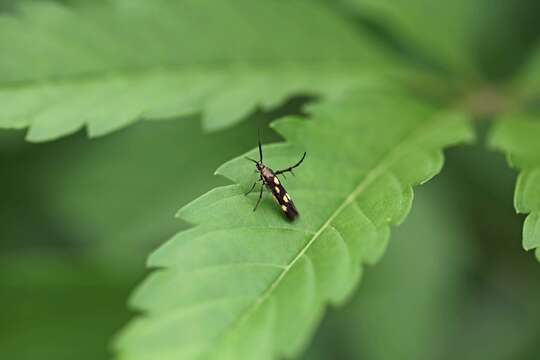 Image of Eretmocera impactella Walker 1864