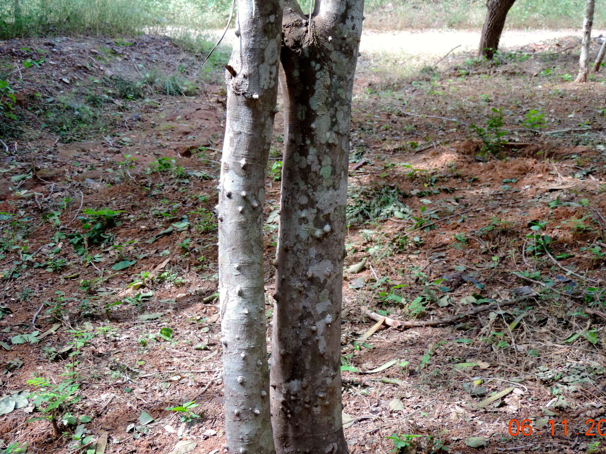 Zanthoxylum arborescens Rose的圖片