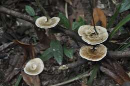 Image of Trametes vernicipes (Berk.) Zmitr., Wasser & Ezhov 2012