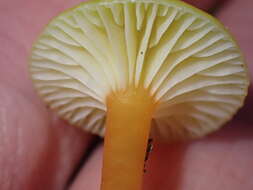 Image of Hygrocybe parvula (Peck) Murrill 1916