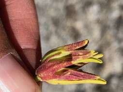 Image of stiffbranch bird's beak