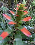 Image of Guzmania gloriosa (André) André ex Mez