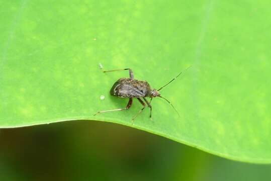 Image of Proboscidocoris malayus Reuter 1908