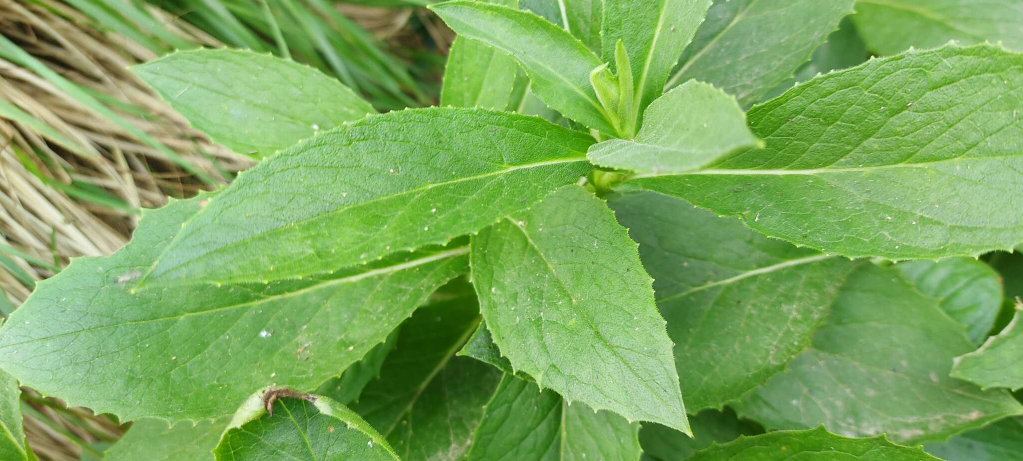 Image of Doronicum corsicum (Loisel.) Poir.