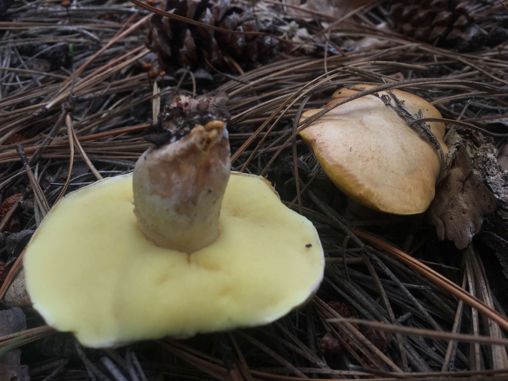 Plancia ëd Suillus occidentalis Thiers 1976