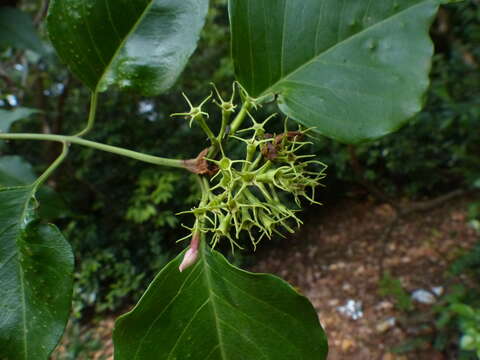 Imagem de Jasminum malabaricum Wight