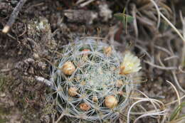 Image of Mammillaria crinita DC.