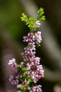 Image of Erica parviflora var. parviflora