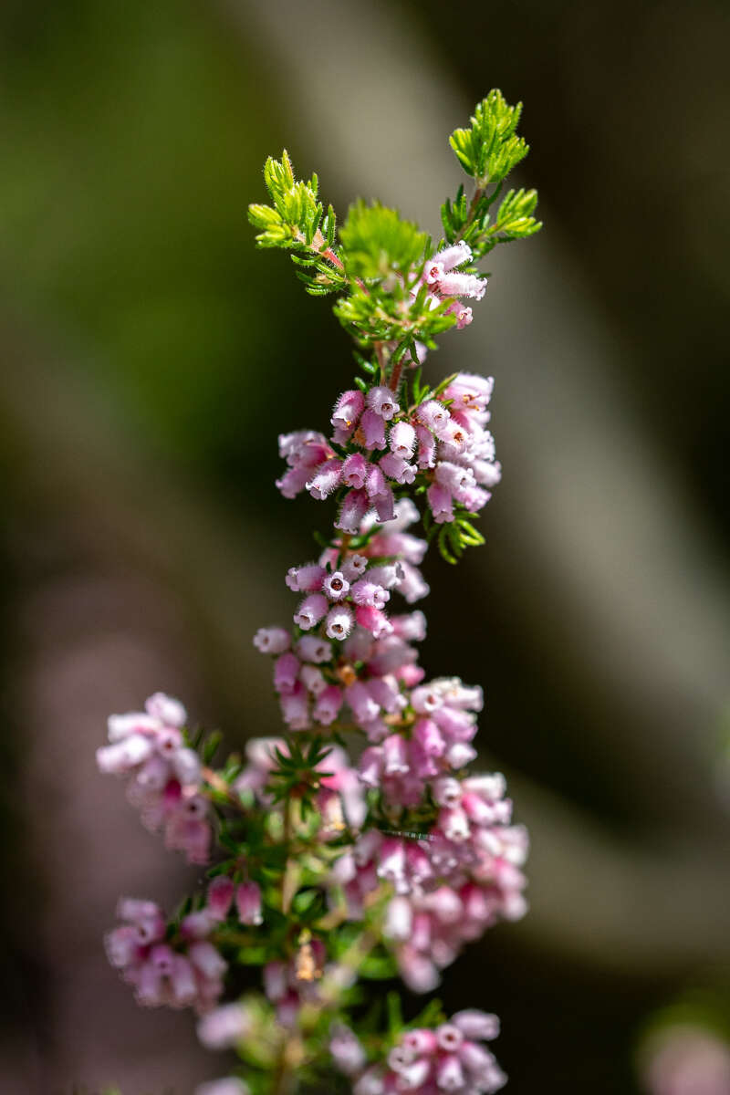 Image of Erica parviflora var. parviflora