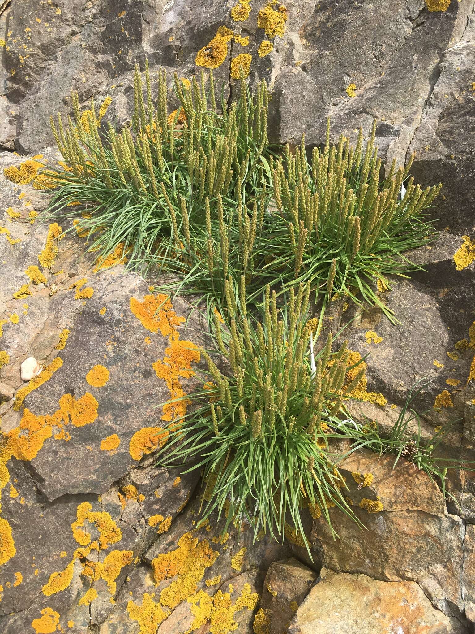 Image de Plantago maritima subsp. juncoides (Lam.) Hulten