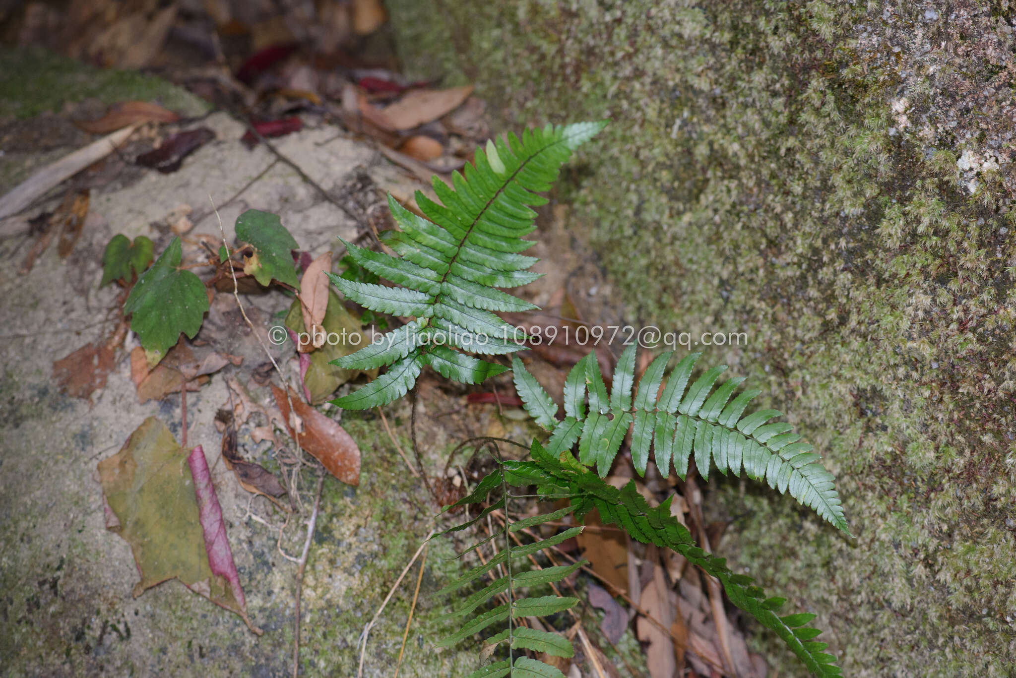 Sivun Dryopteris decipiens (Hook.) O. Kuntze kuva