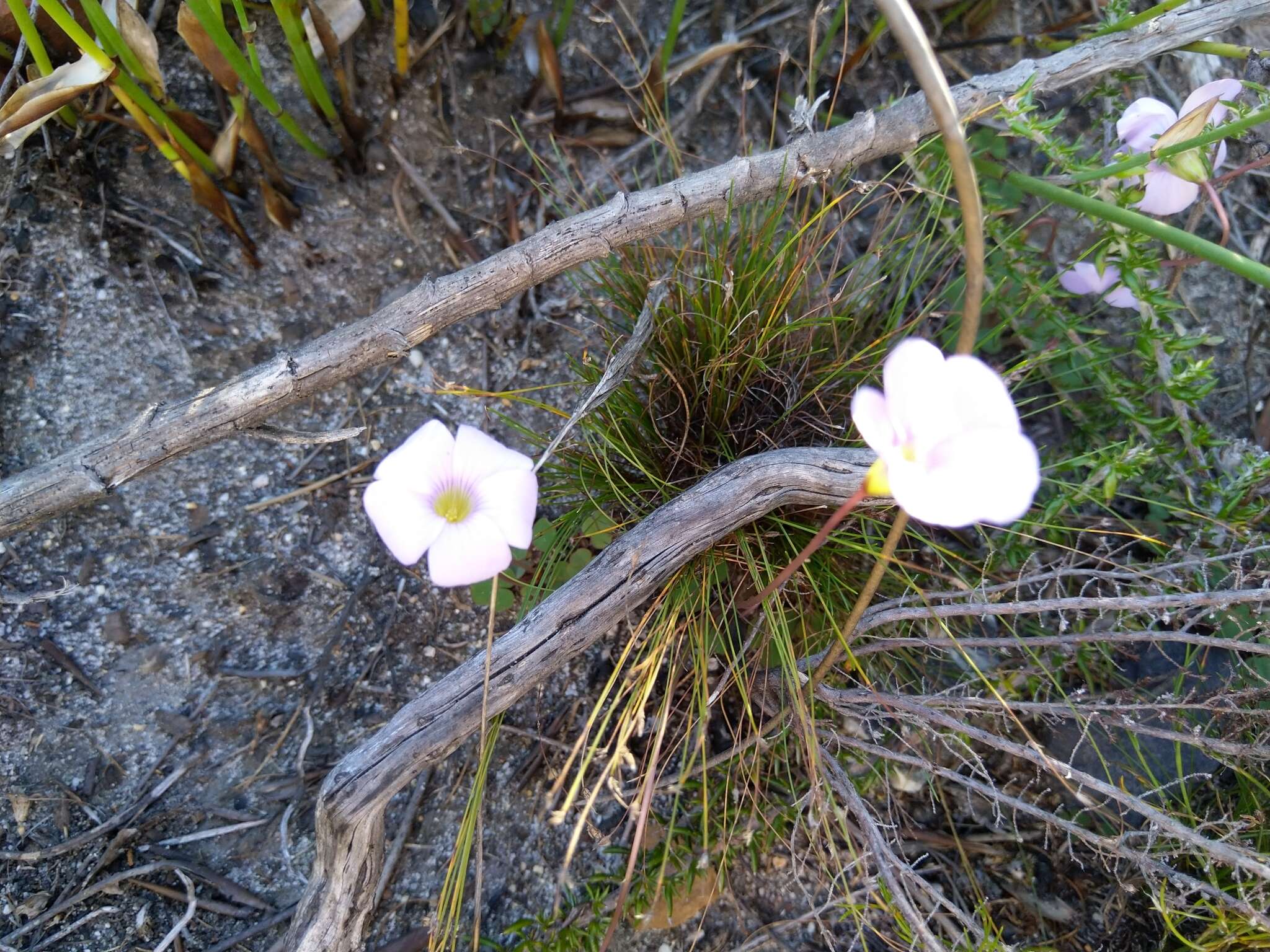 Image of Oxalis commutata Sond.