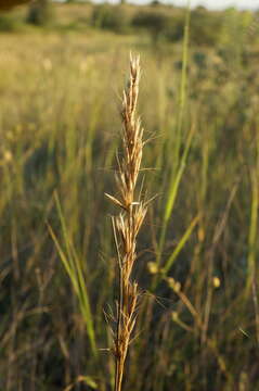 Imagem de Helictochloa compressa (Heuff.) Romero Zarco